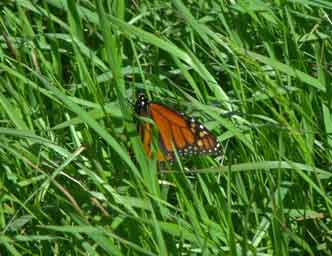 Monarch butterfly in long grass macro photo
