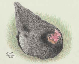 color portrait drawing of chicken in grass