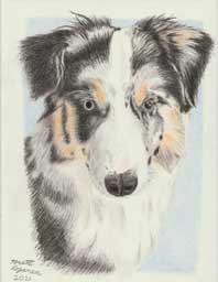 color portrait drawing of Australian shepherd dog named Fenton