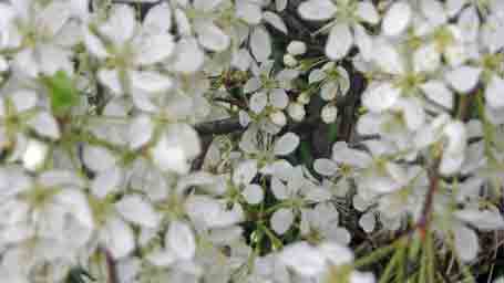 white flowers on a tree photo