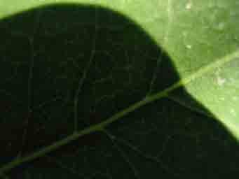 green lilac leaf with a shadow covering part of it macro photo