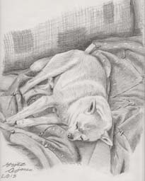 portrait of my pet dog, Paco sleeping on the coach