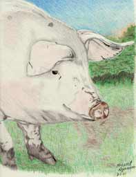 color portrait drawing of white pig outside