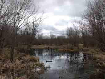 pond or swomp in the spring Minnesota symmetrical landscape photo