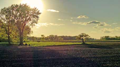 cotton wood trees towering over cow pattern with sun making large shadow over field photo with lots of depth and leading lines photo