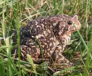 toad photo