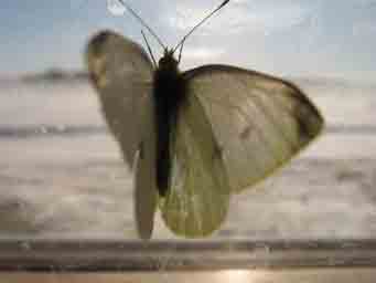 cabbage butterfly in the window during winter macro photo